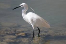 Imagen Laguna de Limoncocha 